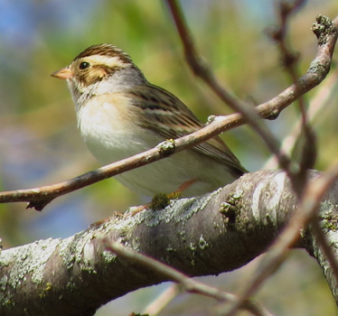 Clay-colored Sparrow Heritage Park 5_4_2014